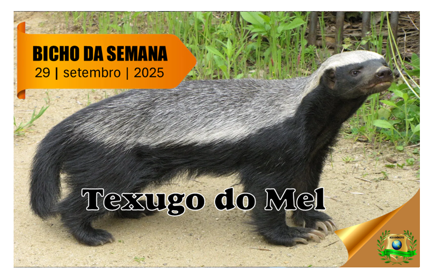Texugo do Mel - ECO EXÉRCITO