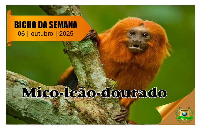 Mico-leão-dourado - ECO EXÉRCITO