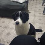 Saulo SOUZA Profile Picture